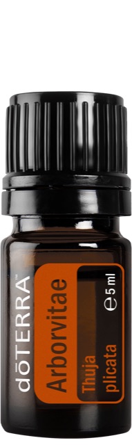 Arborvitae (Lebensbaum)