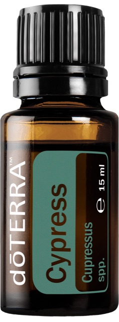 Cypress (Zypresse)